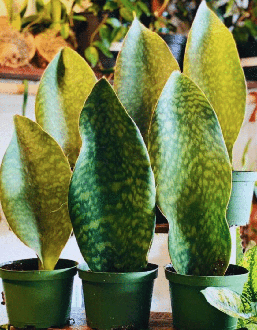 Whale fin snake plant. Three of them arranged next to each ther in green pot